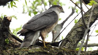 Épervier cooper et son repas Cooper Hawk and its meal [upl. by Diamond61]