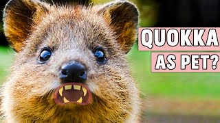 Can you Keep Quokka As Pet [upl. by Natiha]