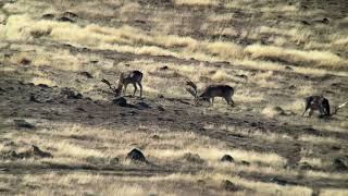 New Zealand deer Hunting [upl. by Ecinaj]