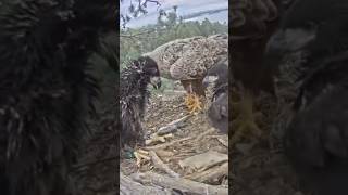 birds hyena hiphopmusic funny hyenas musicgenre animals wildebeest musicstyle sad [upl. by Skelly]