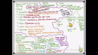 OCR A LEVEL BIOLOGY  UNIT 55 PART 1  PLANT RESPONSES [upl. by Akenit859]