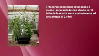 Nutriculture Amazon sistema aeroponico Istruzioni da wwwidroponicait GROW SHOP [upl. by Dann]