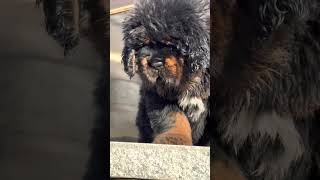 Tibetan mastiffs puppy [upl. by Georgy415]