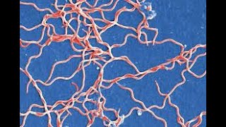 Bacteriologia  Borrelia y Leptospiras  010724 [upl. by Timus]