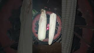 ROASTING MAIZE FRESH FROM THE FARM [upl. by Eceela]