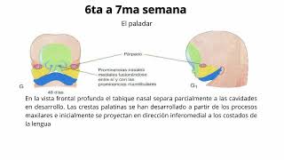 Embriología de cabeza y cuello [upl. by Glassman398]