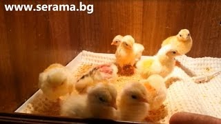 Ayam Serama Bulgaria  Malay chicks 1 day [upl. by Cohl]