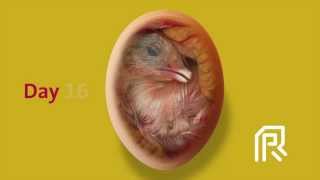 Embryonic development of the chicken [upl. by Yerg]