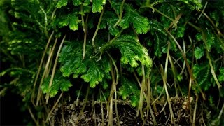 Selaginella martensii  Moosfarn  Martenss Spike Moss [upl. by Fusuy185]