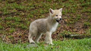 Arctic Wolf Puppies Go Exploring For The First Time [upl. by Eirovi942]