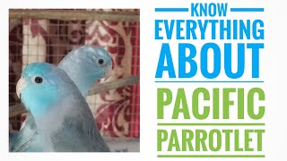 All About Pacific Parrotlet  Pacific Parrotlet as Pets  All About Pets  Hindi [upl. by Vanzant]