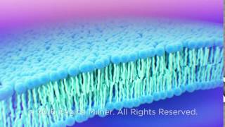 Cell Membrane lipid bilayer [upl. by Davine]