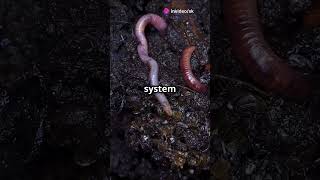 Earthworm facts scienceneuroscience education [upl. by Aicats]