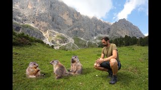 La MARMOTTA sentinella delle Alpi [upl. by Filmore]