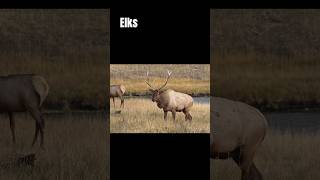 Elks and their large antlers elk shorts antlers [upl. by Pump]