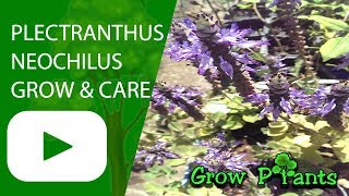 Plectranthus neochilus  grow amp care  ground cover [upl. by Gauntlett803]