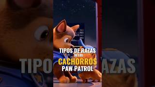 Qué raza son los cachorros de la película Paw Patrol [upl. by Digirb]