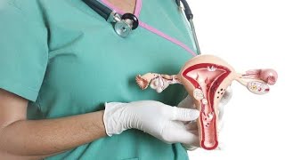 تشريح الجهاز التناسلي الأنثوي  Female reproductive system [upl. by Ioyal]