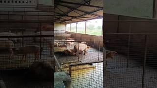 Pig farming profit ।Pig farm in Rajasthan ।pigfarming pigfarmvideo shorts farming viralvideo [upl. by Gosnell911]