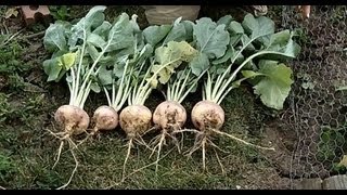 Growing and Harvesting Rutabagas The Wisconsin Vegetable Gardener Straight to the Point [upl. by Egor730]