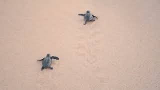 Turtle of Sri Lanka  Short Turtle Video  Animal  Cat  Dog  Snake  Sea [upl. by Aicssej]