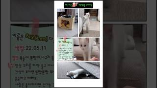 아기고양이일상 😽난 레오다옹 아이유 깽깽2 cute 냥이 귀여운고양이 cat 렉돌 [upl. by Alice]