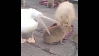 Pelican tries to eat this capybara [upl. by Fi]