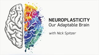 Neuroplasticity Our Adaptable Brain with Nick Spitzer  On Our Mind [upl. by Weywadt]