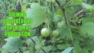 How to Prune a Gooseberry Bush [upl. by Leihcar191]