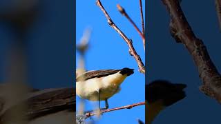 Northern wheatear singingSteinskvett Steinschmätzer GesangTraquet motteux chantTapuit shorts [upl. by Nnylsia]