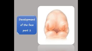 DEVELOPMENT OF THE FACE PART 1 [upl. by Dulsea]