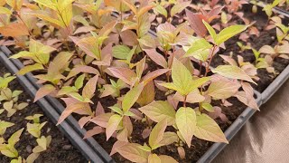 Growing Red Osier Dogwood From Seed [upl. by Tubb]