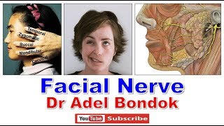 Facial Nerve Dr Adel Bondok [upl. by Anastasie]