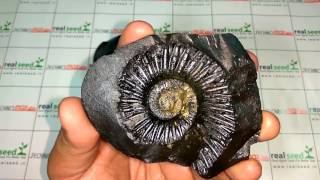 Shaligram Shila Very Big and Rare Laxmi Narayan Shaligram  Gandaki River Nepal  102 CM [upl. by Nnaira630]