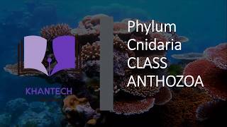 Class Anthozoa  Classification of Phylum Cnidaria [upl. by Ttik]