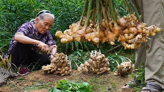 Grandma shares 4 ways to cook ginger｜生薑怎麼做最好吃？阿婆和家人教你4種做法，酸甜鹹味全上｜food f广西 美食 ｜玉林阿婆 [upl. by Warms]