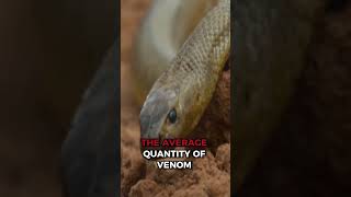 Inland Taipan The Most Venomous Snake on Earth [upl. by Arytas]