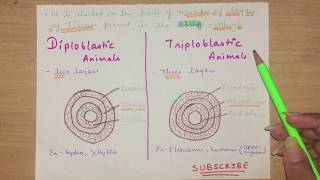 Biology Diploblastic and Triploblastic animals  Basic Diffrence between these [upl. by Allimrac798]