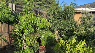 Update 6 WHITE SAPOTE  2 new transfer into ground 💥🇦🇺EP435 [upl. by Aalst]