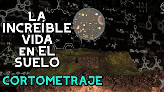 ¡La vida del suelo Cortometraje🌎  FAO [upl. by Nepil690]