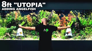 quotUtopiaquot Complete Adding Final Angelfish to 8ft Planted Aquarium [upl. by Questa]