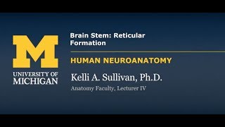 Nervous System Reticular Formation [upl. by Knobloch373]