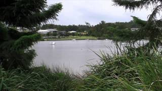 Birds of Upper Coomera [upl. by Atteynod]