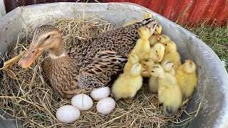 Amazing Pekin Duck Hatching From Eggs  Cute Duckling Born [upl. by Jannelle210]