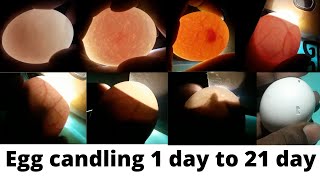 Egg candling 1 to 21 day  egg development [upl. by Nyliac953]