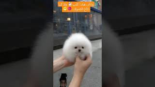 ياك ما هادو فعايل IA dog doglover dogs foryou funn funnyvideo cute cuteanimals cutedog [upl. by Mccullough]