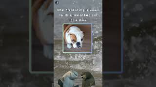 Pets BabiesAdorable quiz shortvideo quizzes pets [upl. by Xever]