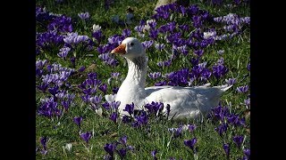 Warmste 25 februari ooit prima lentedag in Slotermeer Amsterdam NieuwWest [upl. by Elocin]