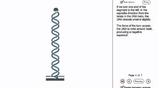 DNA Supercoiling Animation [upl. by Ynnav868]