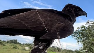 Hunting Videos of Hawk Eagle [upl. by Mendes]